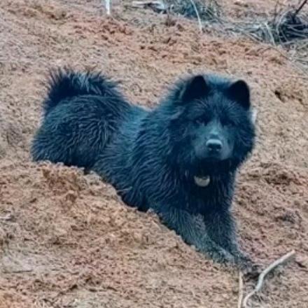 滇中土狗（田园犬）