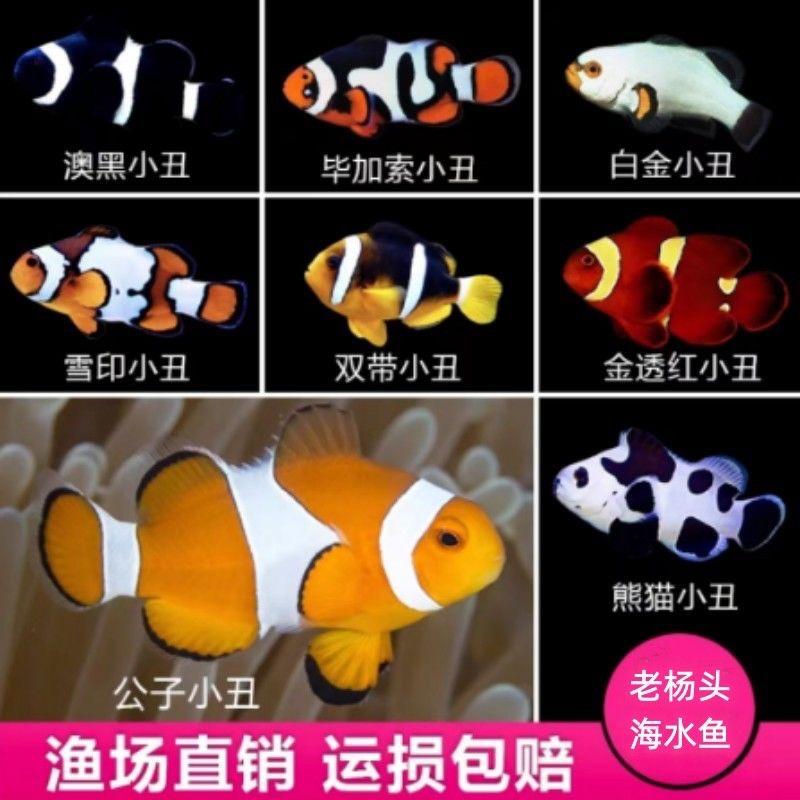 老杨头观赏鱼水族用品