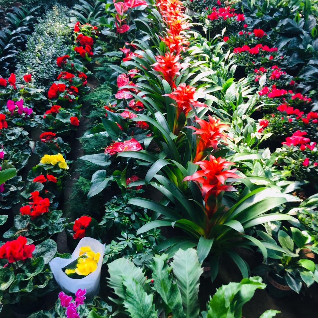 祁县俊义花卉芳姐地址金地源对面