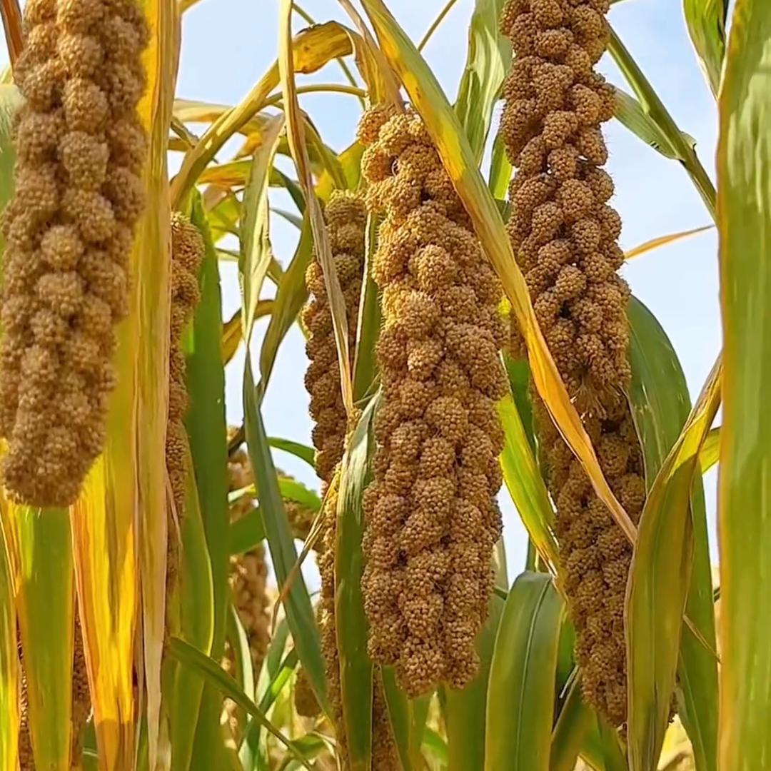 山东金乡-正宗金谷小米🌾