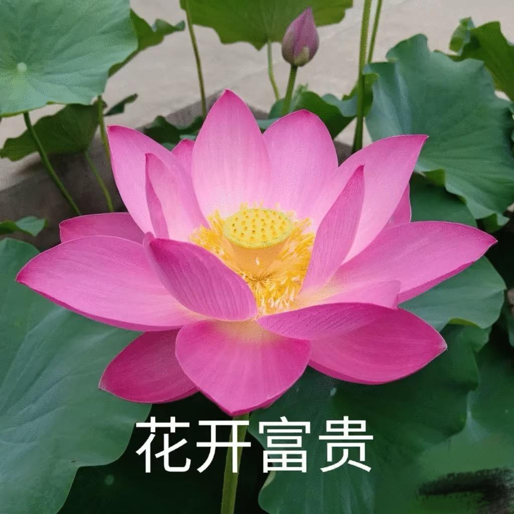 我脸¹点也不圆