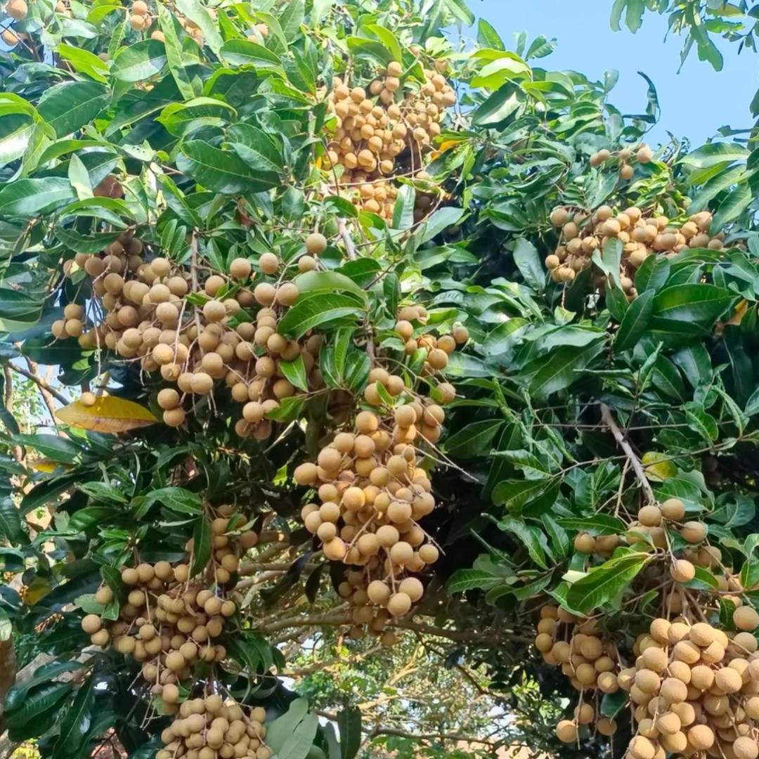 天阳