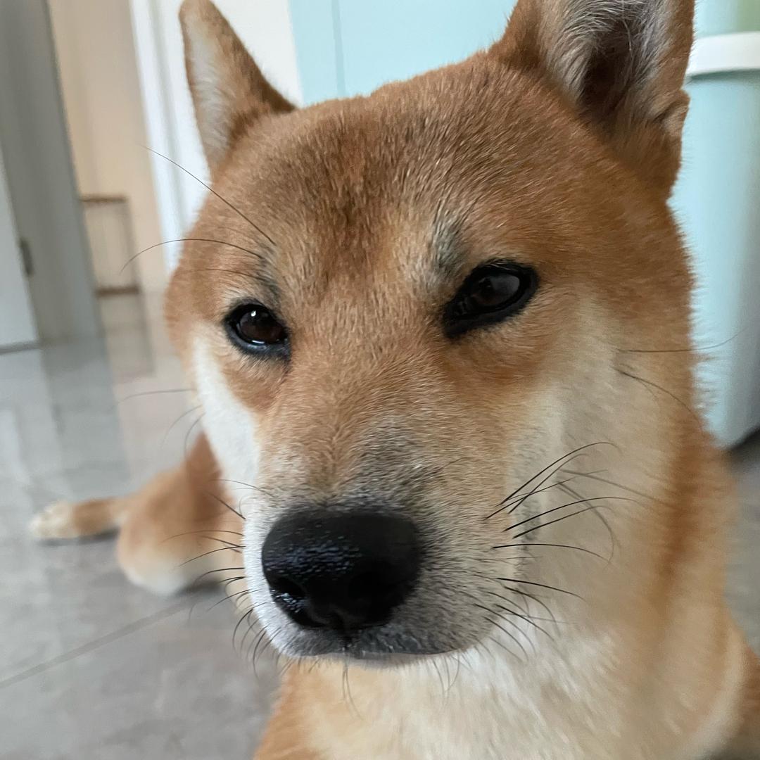 阿磊的小八嘎