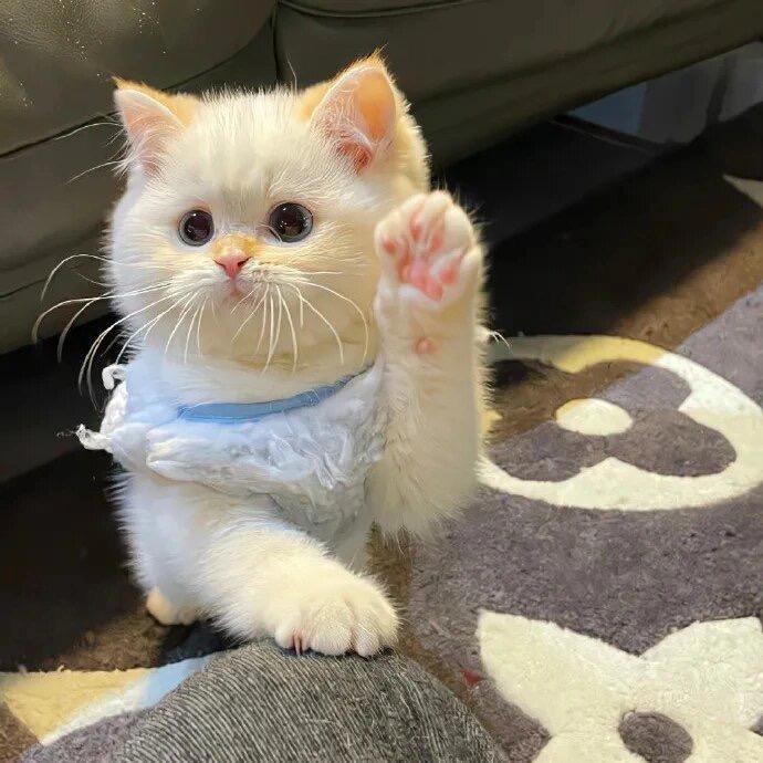 不忘本的小猫（1317