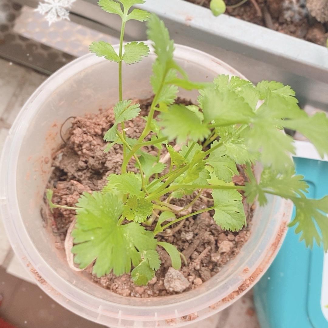 爱吃香菜