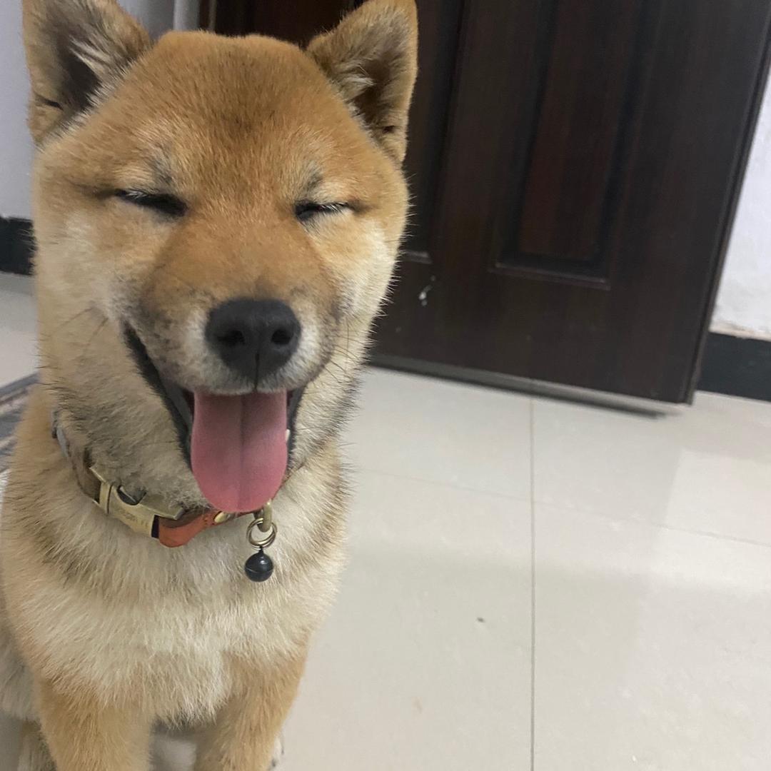 苏坤宠物