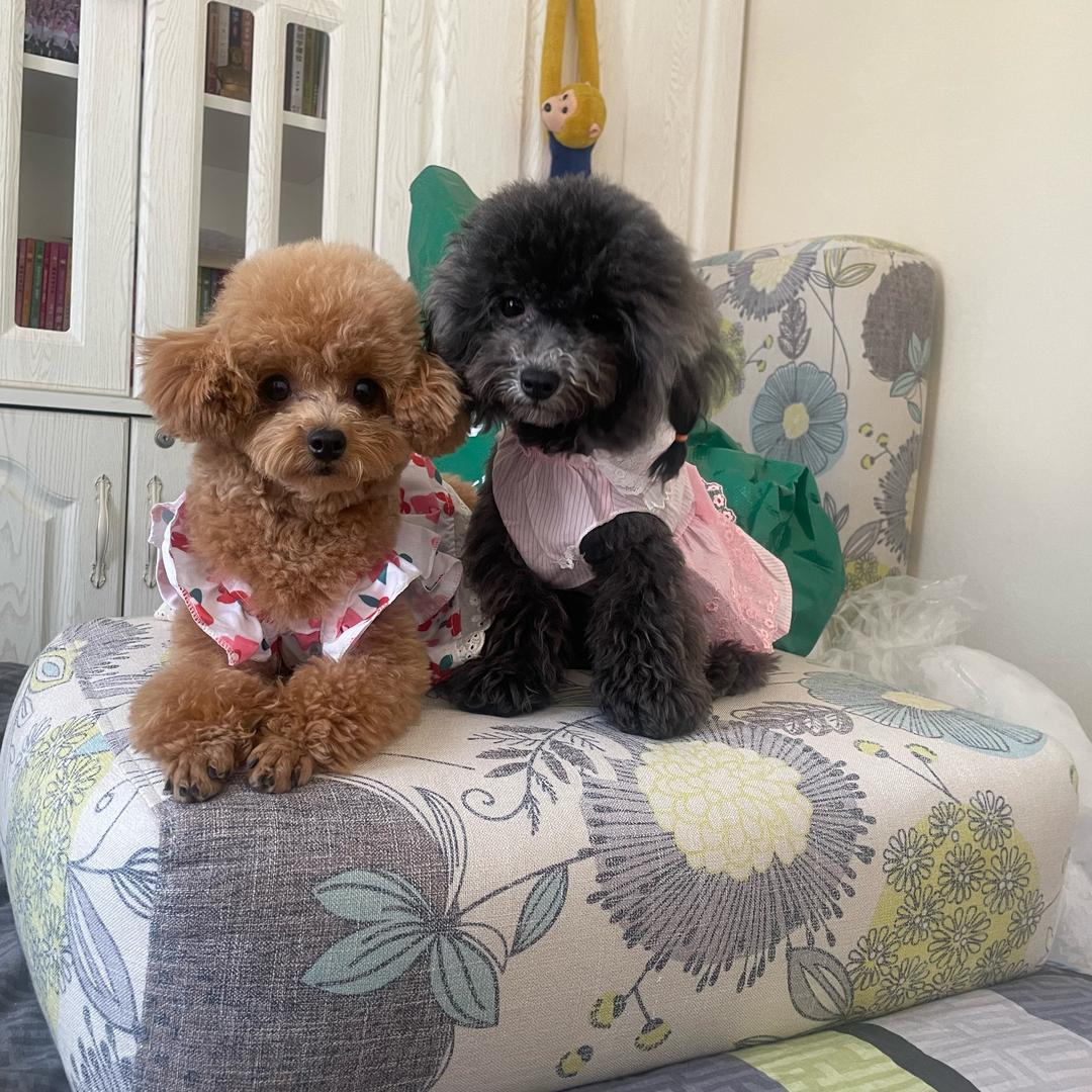 九小只🐶