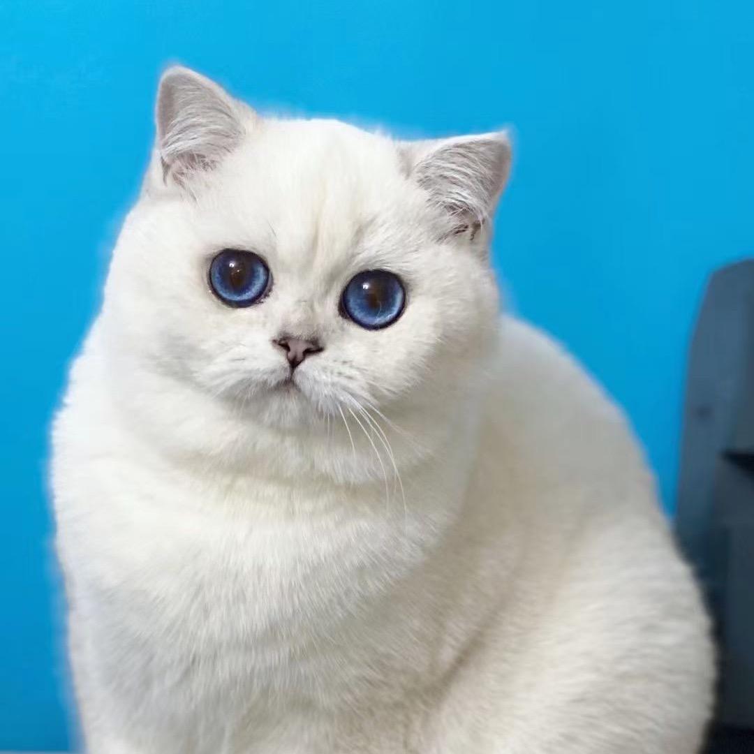 女孩与宠物💗🐶🐱