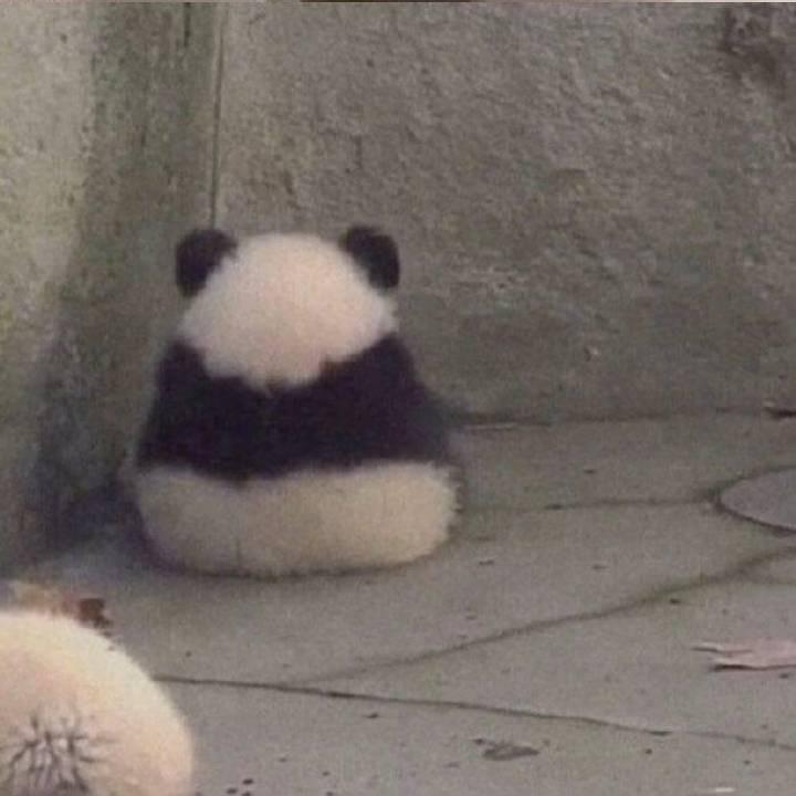 呼噜呼噜狗狗毛