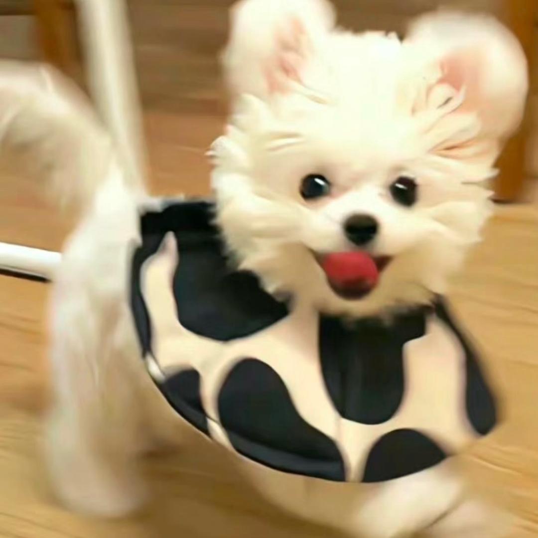 椰椰椰