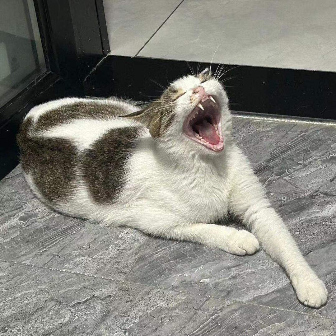 暴力霸王龙