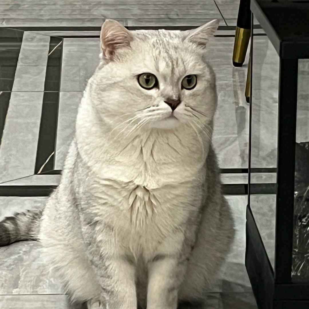 七柒