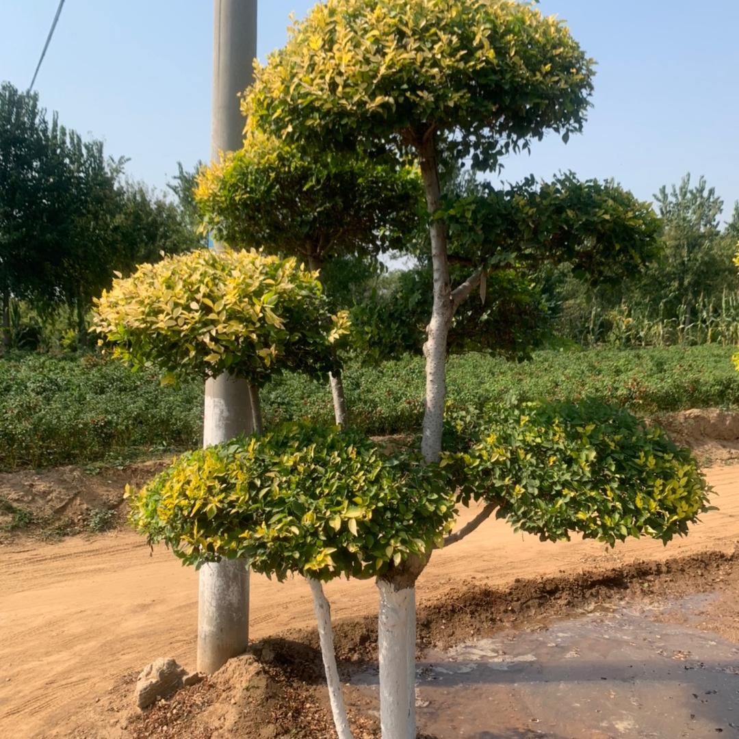 定州市大西北美植袋𠂆
