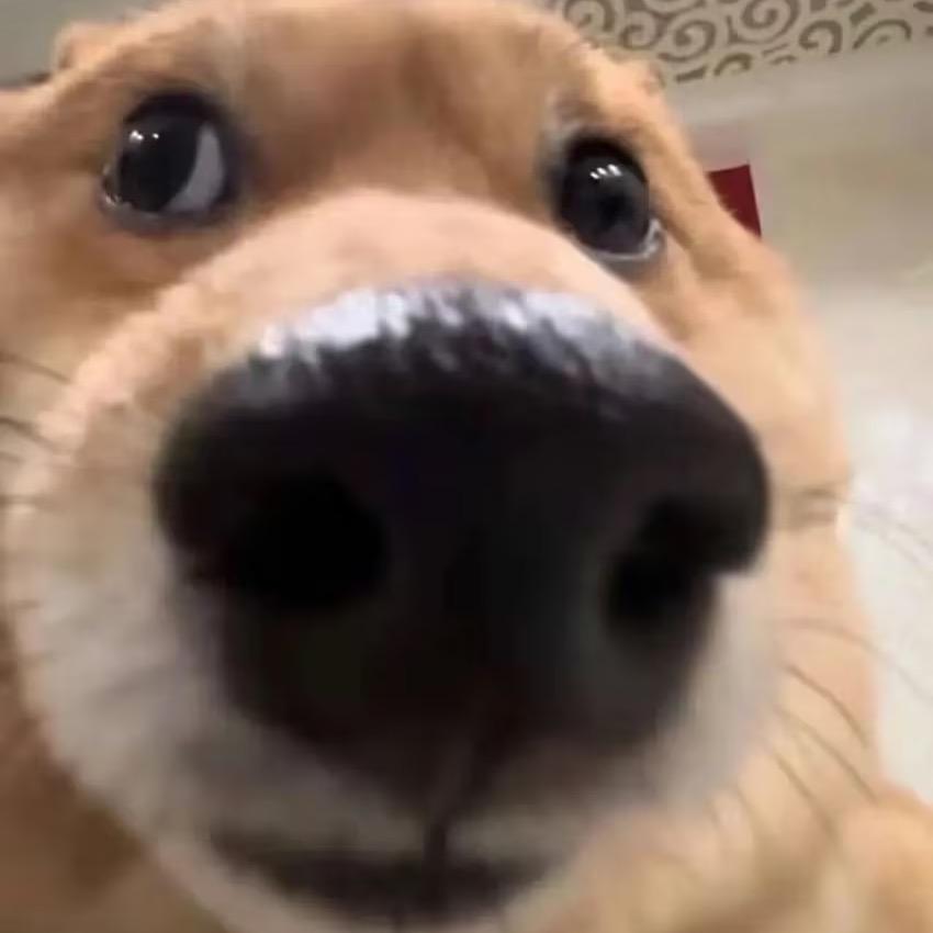 夜衔蝉奴