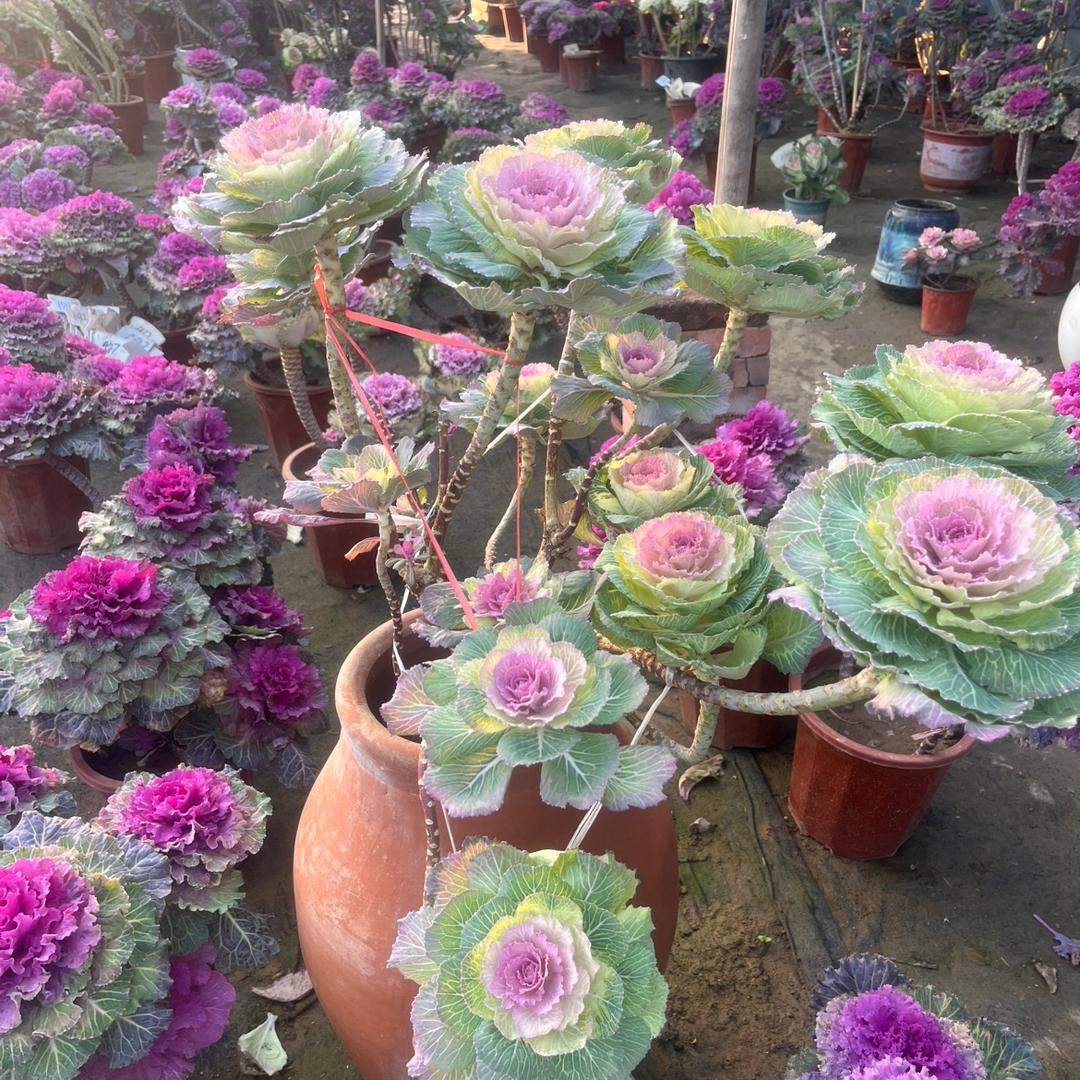 悠然园艺花卉