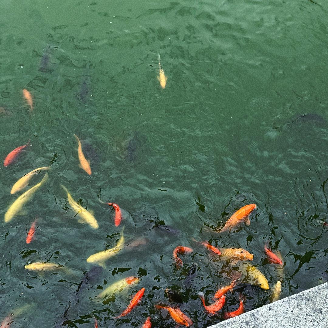 豆包33
