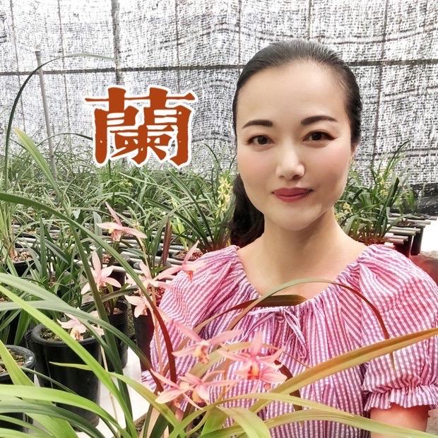 蝶恋兰园兰花