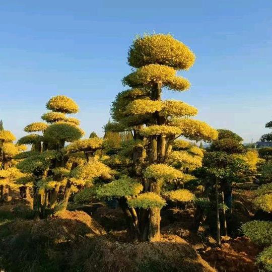 金豪园林