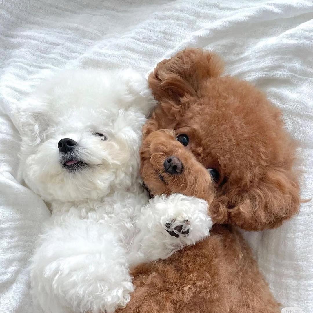 麦兜是只小小比熊