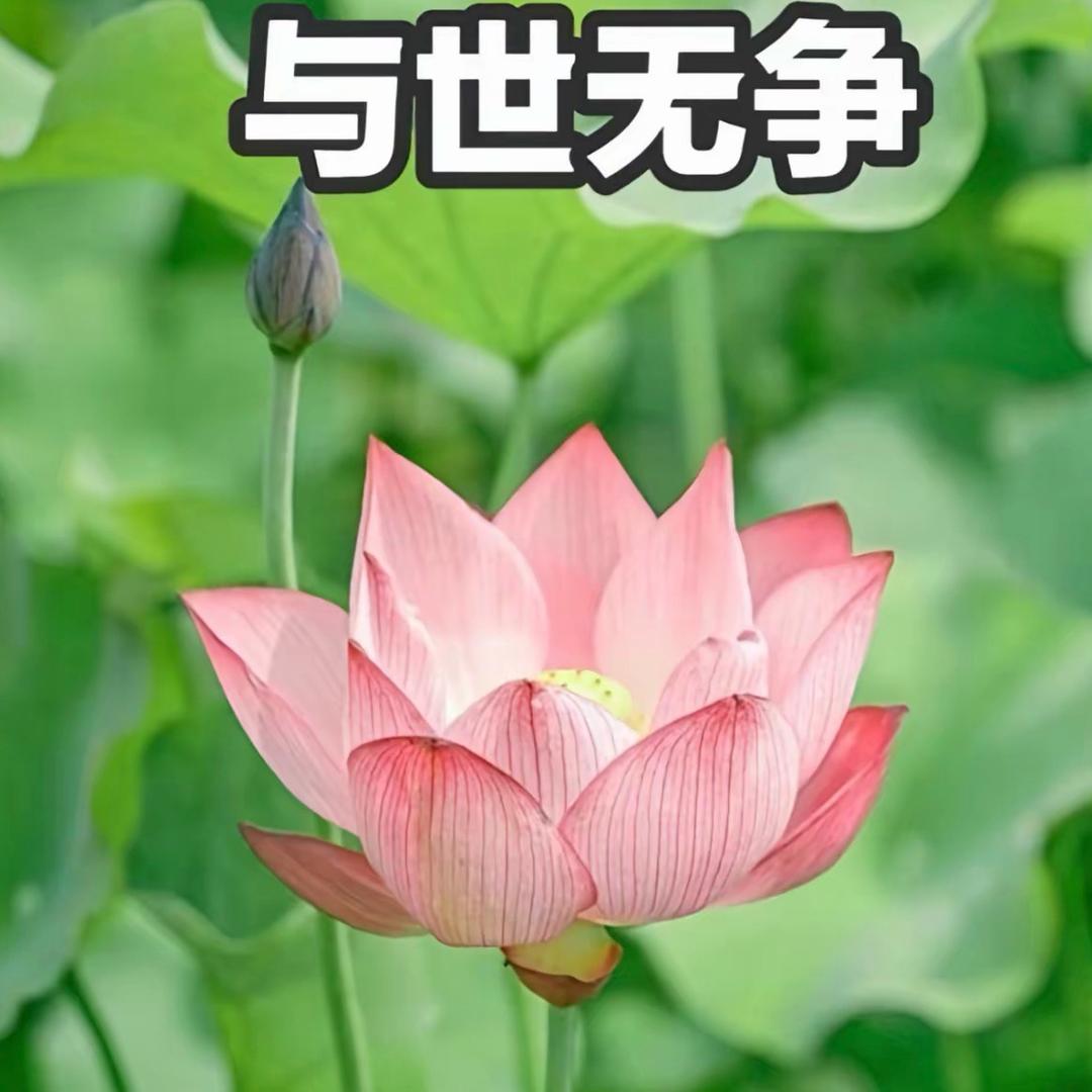 心如止水❤️❤️❤️❤️❤️❤️❤️❤️