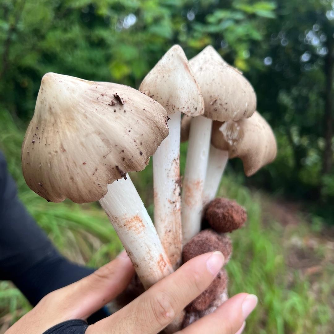 鸡枞猎人