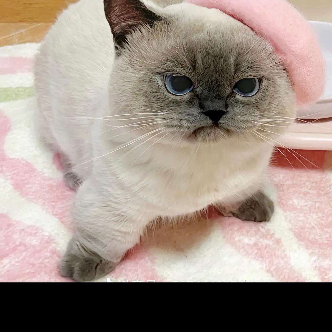 青凌
