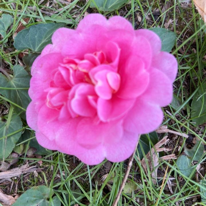 🌸如🌸此🌸安🌸好🌸