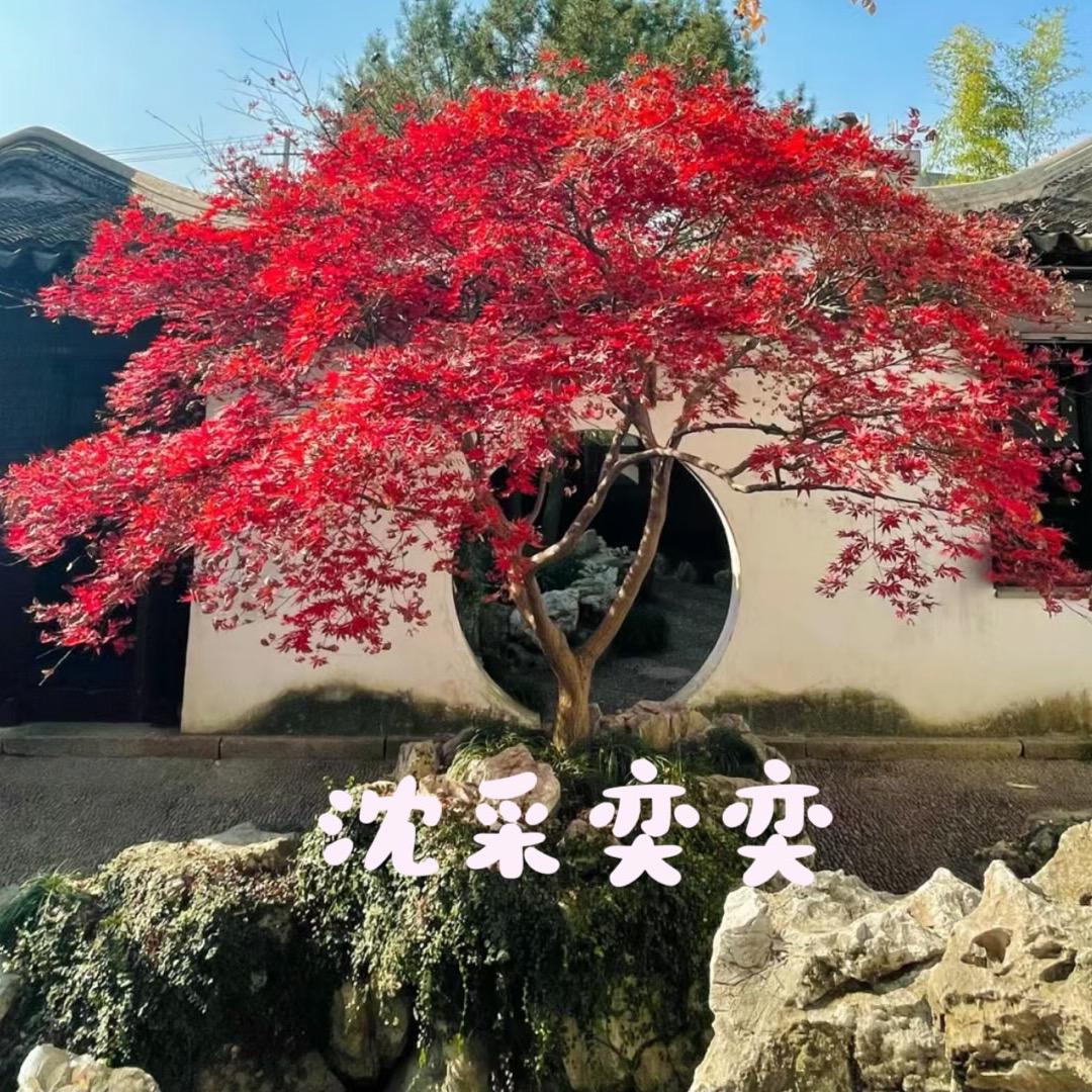 烟兄苗木
