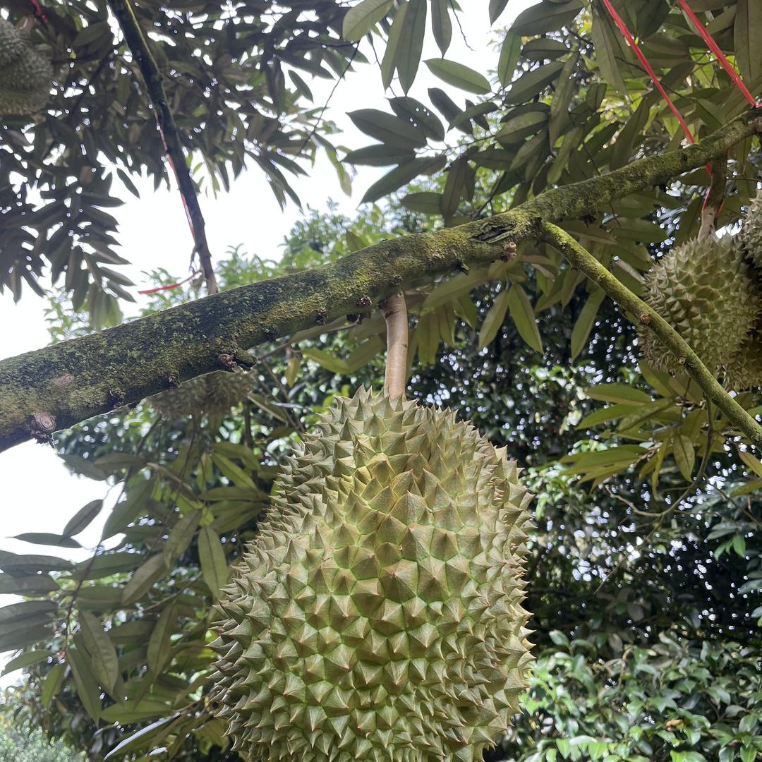 原味乌蒙精选山货