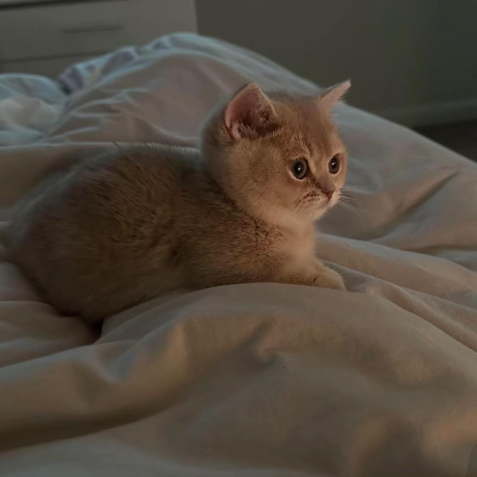 ( ´◔ ‸◔')