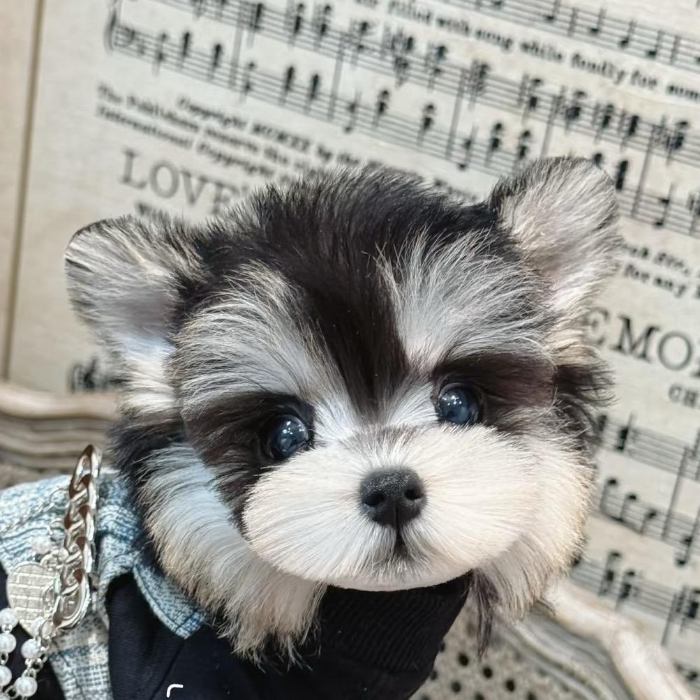 上海猫狗帮萌宠直播号