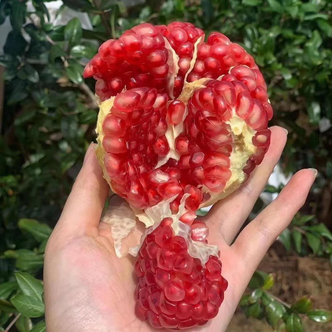 小卫鲜果