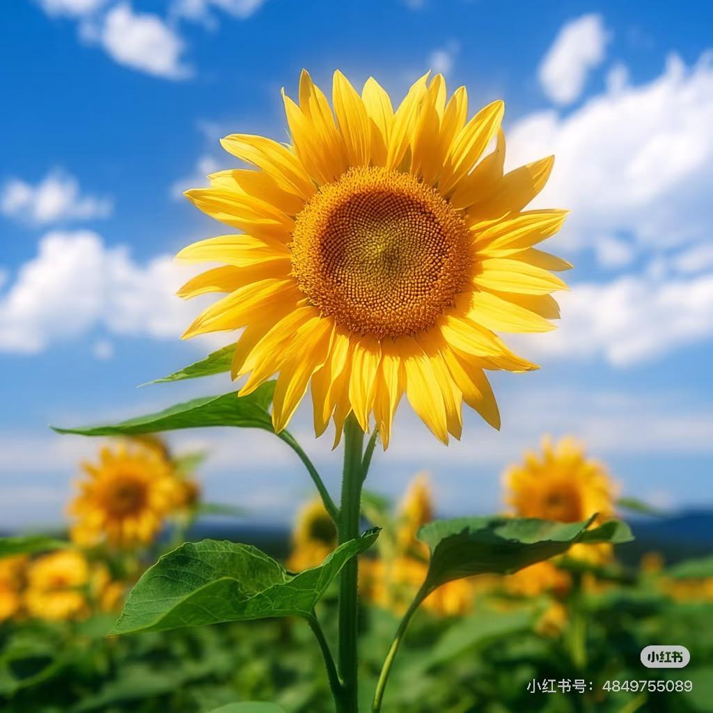 🌈85°凉白开📿