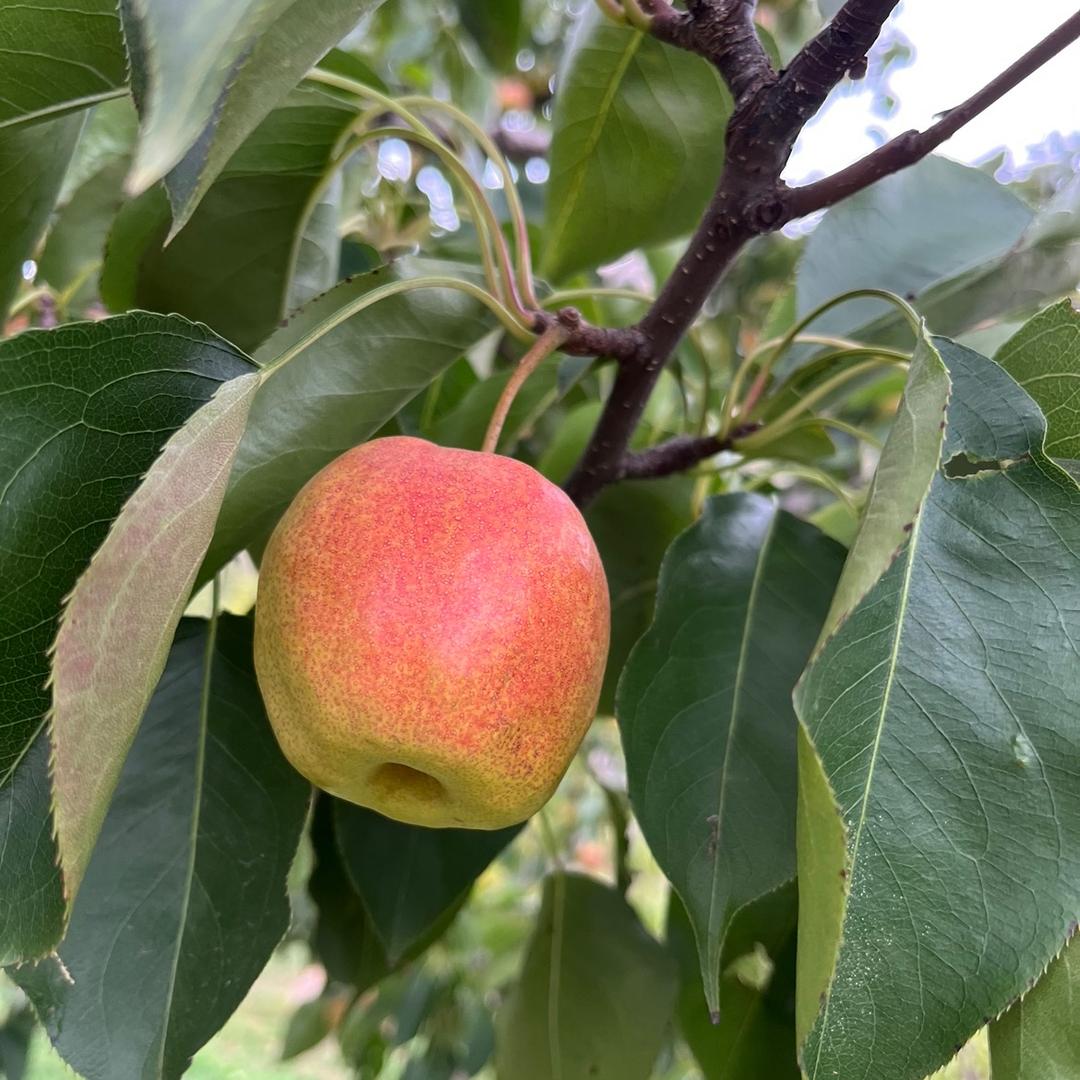 东北水果山野菜