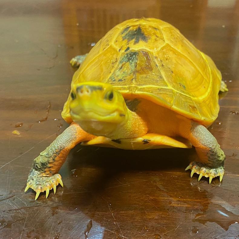 金钱龟安缘龟养殖-啊棠