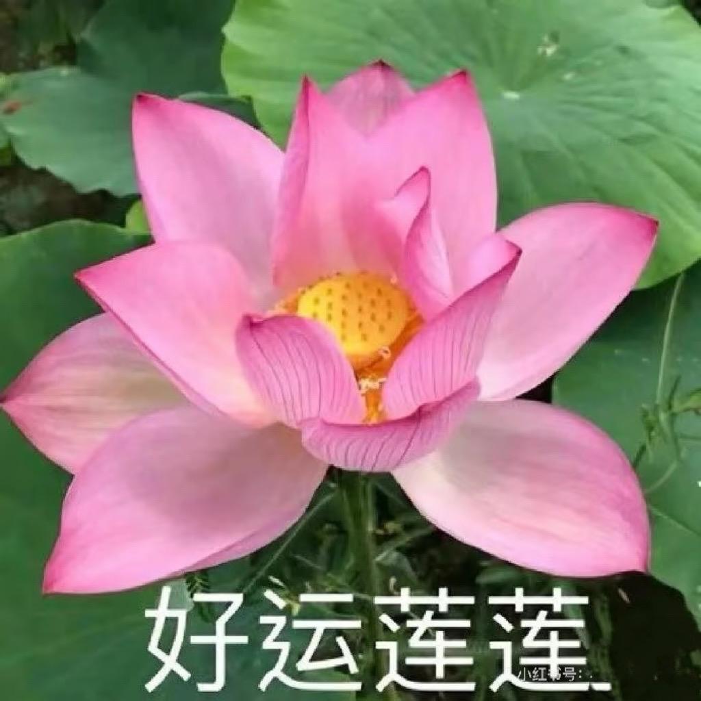 19-贝塔🪐（好运莲莲版）