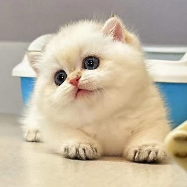 宠物猫用品