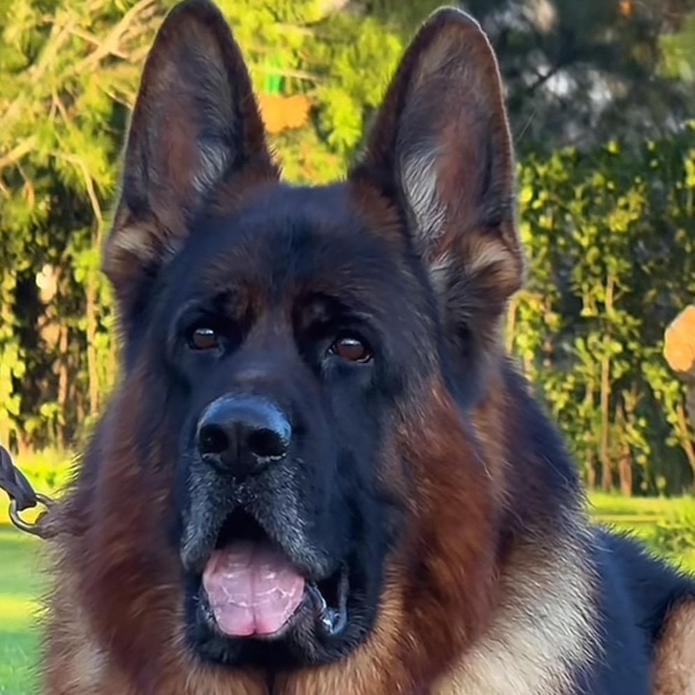 运城稷山小朋犬业