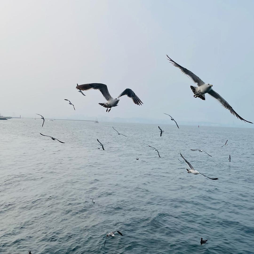 海鸥