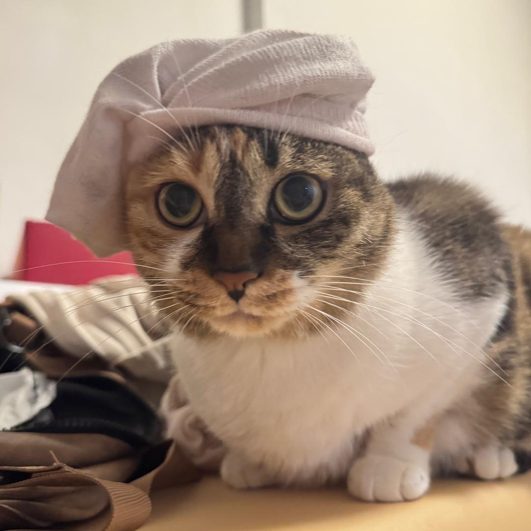 四喵麻·黑花黄白四肥猫