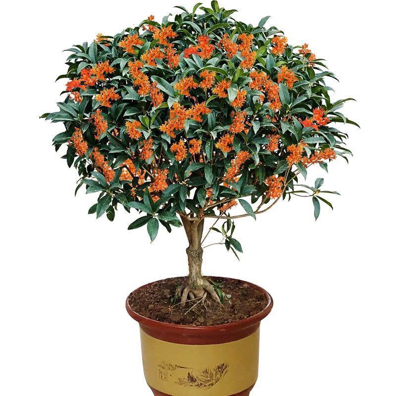 遇福花卉优选