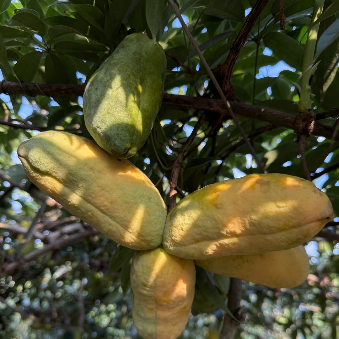 山涧花田稀有水果