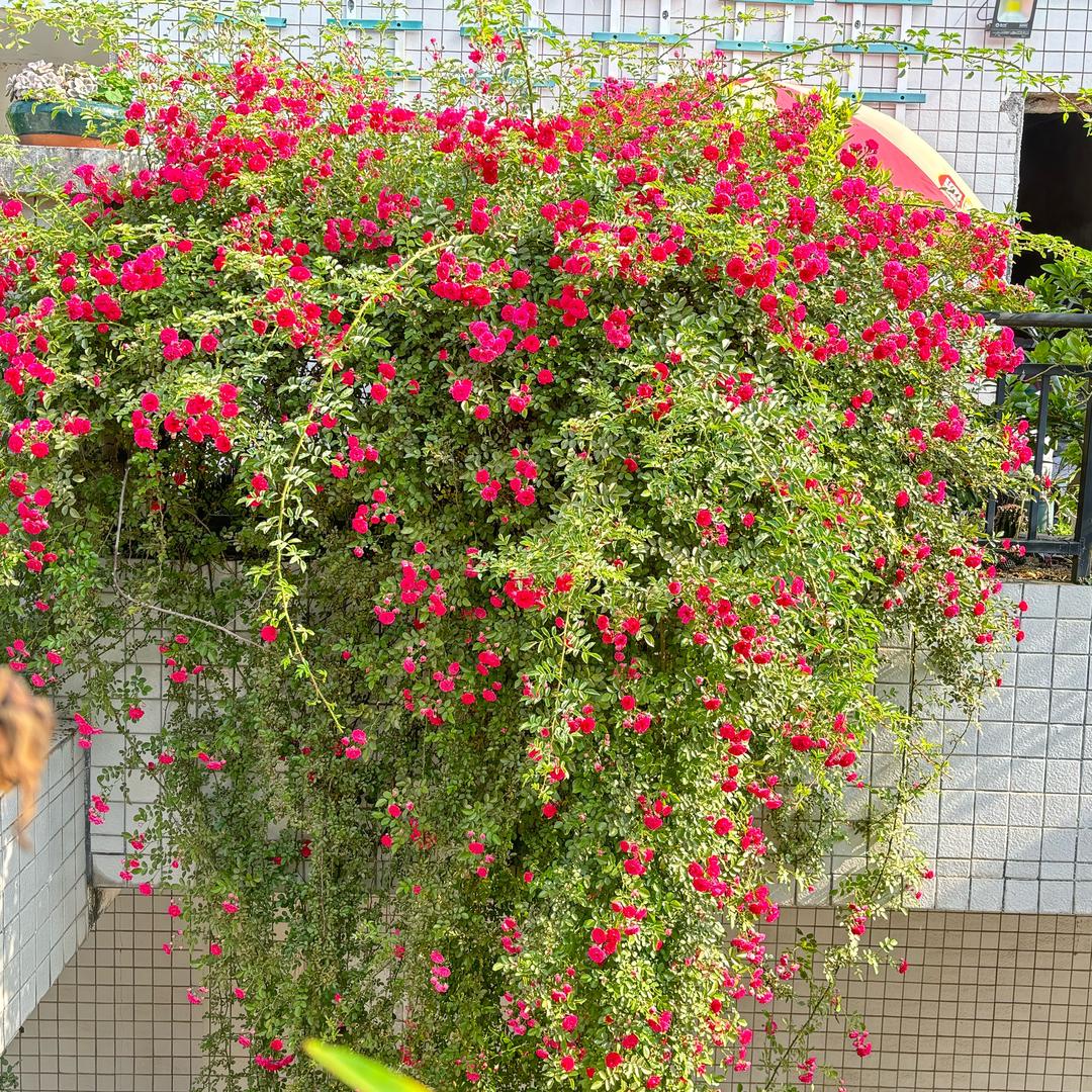 Z a知花意🌈
