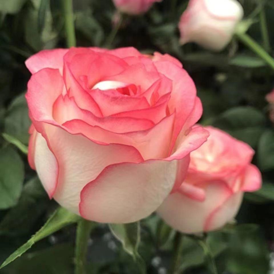 云南玫瑰花苗批发