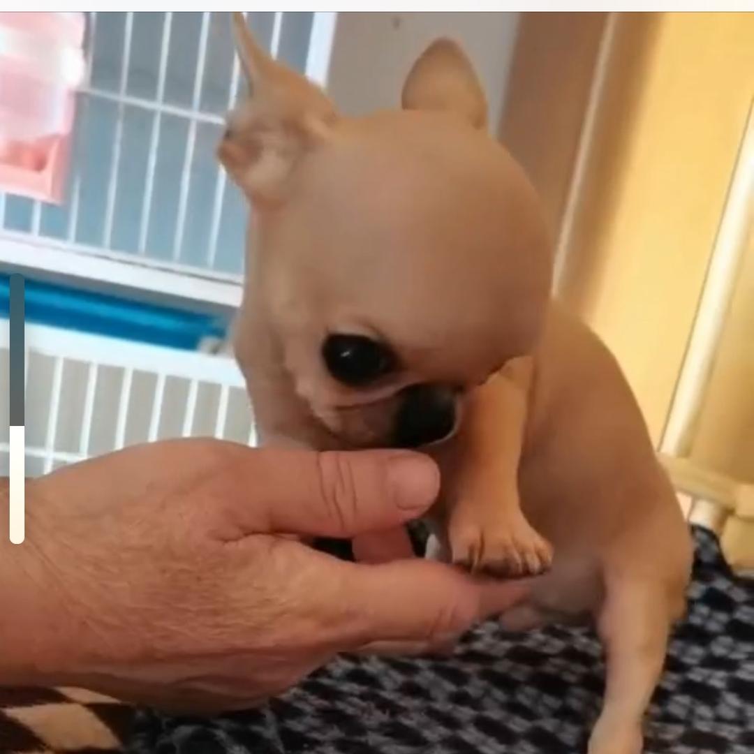 锦州萌宠吉娃娃🐶