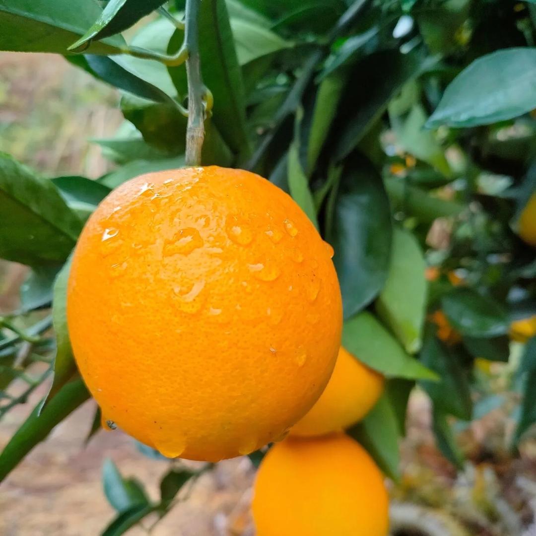 盛达农产品生鲜