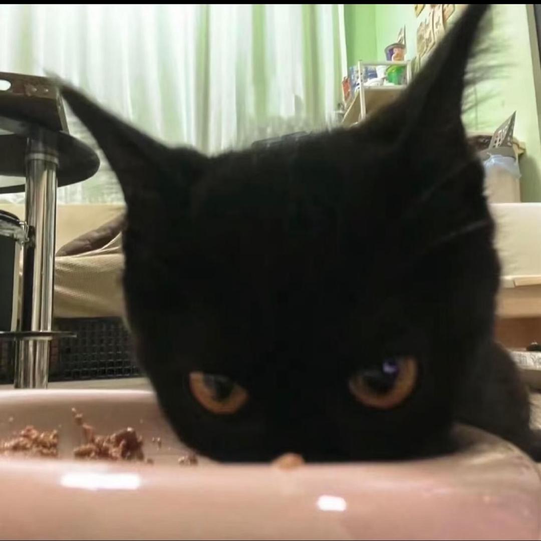 苦瓜猫咪