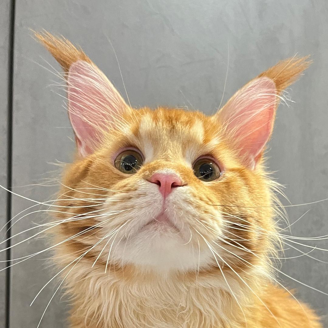 小U