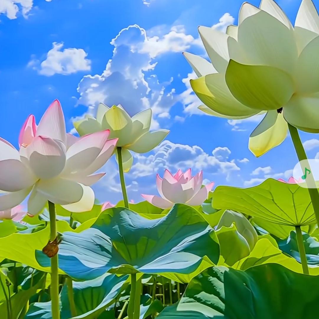 毛哆哆～没人疼🎈🌹💦