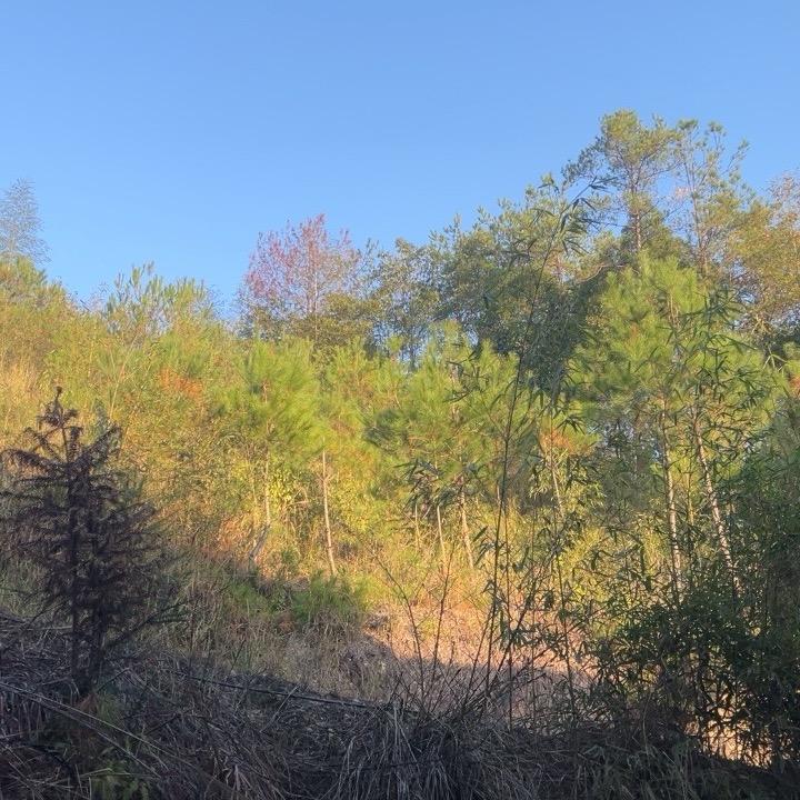 陈三